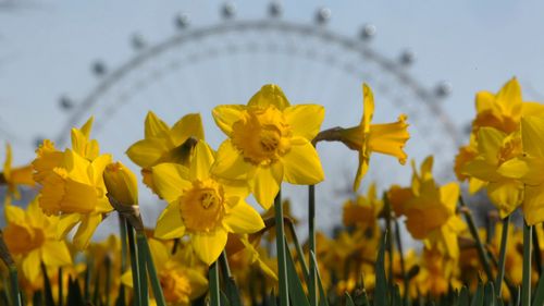 imported-skynews-daffodils-warm-weather_7174544.jpg