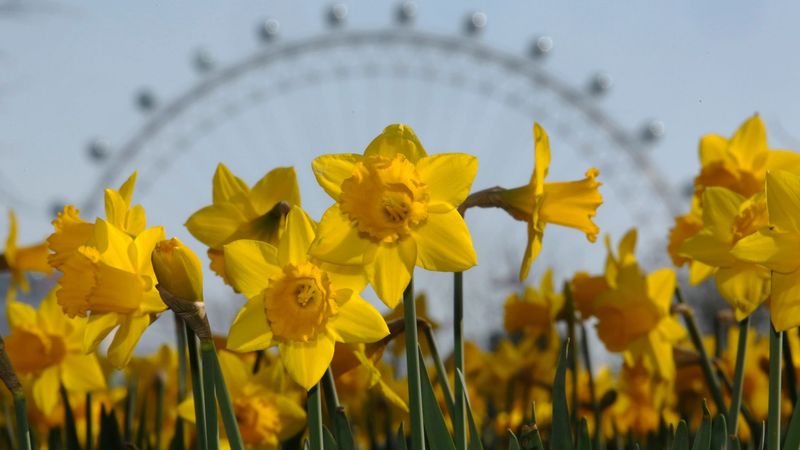 imported-skynews-daffodils-warm-weather_7174544.jpg