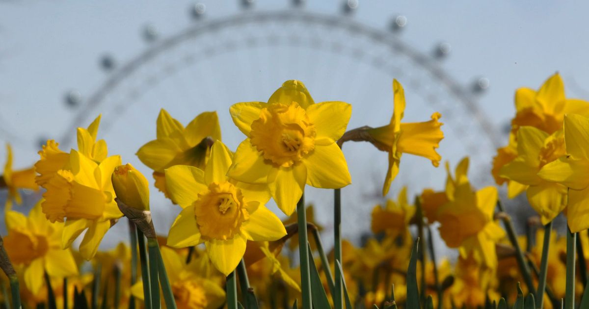 imported-skynews-daffodils-warm-weather_7174544.jpg