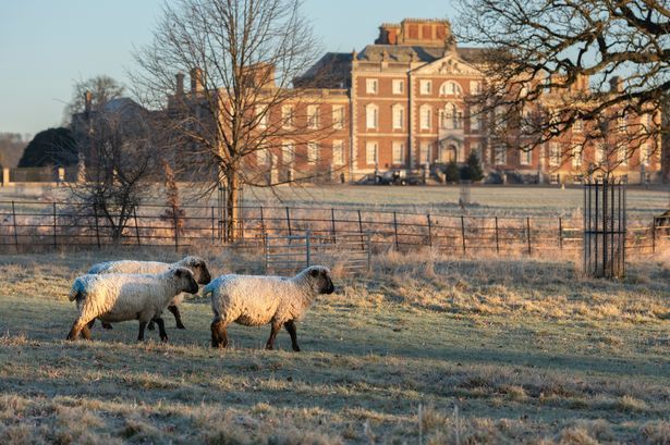 imported-1_Winter-Walks-Sheep-credit-National-Trust-Images-Paul-Harris.jpg