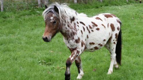 imported-skynews-horse-kent_7261591.jpg