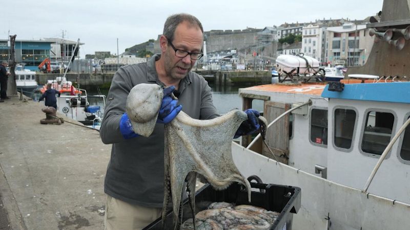 imported-skynews-octopuses-booming-in-uk-sea_6942440.jpg