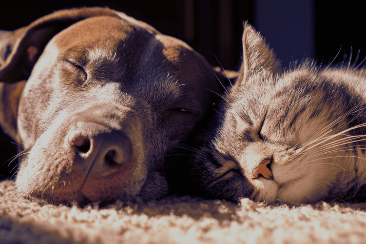 imported-pets.png